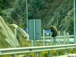 Φωτογραφία για Το πανέμορφο αρκουδάκι της Εγνατίας οδού που ξετρελαίνει τους οδηγούς