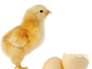 Φωτογραφία για Λύθηκε ο αιώνιος γρίφος: η κότα έκανε τελικά το αβγό