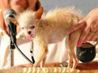 Φωτογραφία για Ψόφησε το πιο άσχημο σκυλί του κόσμου! (Φώτο άλλων νικητών του τίτλου)