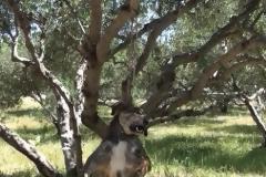 Τουρισμός: Μποϋκοτάρουν την Κρήτη για τις κακοποιήσεις ζώων