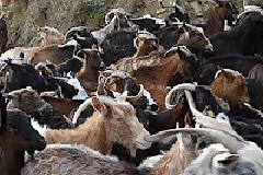 Παρέλαση στη Σάμο την 25η Μαρτίου με κατσίκια