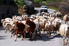 Και... αρνιά στην παρέλαση της 25ης Μαρτίου...