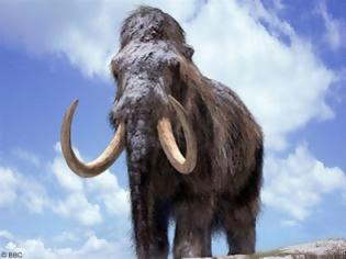 Φωτογραφία για Η επιστροφή των μαμούθ!..Ερευνητές θα προσπαθήσουν να κλωνοποιήσουν το εξαφανισμένο προϊστορικό ζώο..