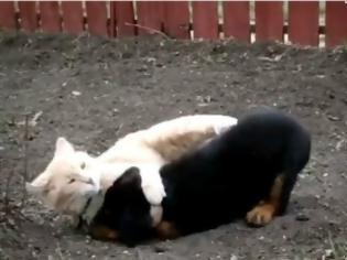 Φωτογραφία για VIDEO: Η πιο γλυκιά μάχη – Κουτάβι τα βάζει με γάτα!