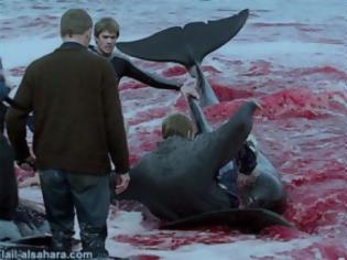 Φωτογραφία για ΑΠΙΣΤΕΥΤΟ: Σκοτώνουν δελφίνια για να ενηλικιωθούν οι πολιτισμένοι Δανοί