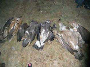 Φωτογραφία για Μαζική δηλητηρίαση αρπακτικών πουλιών στα Στενά του Νέστου! Εξοντώθηκε ολοκληρωτικά η αποικία των όρνιων!