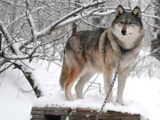 Φωτογραφία για Χάνονται οι μοναχικοί γκρίζοι λύκοι
