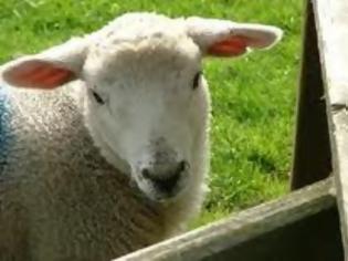 Φωτογραφία για Ένοπλος εισέβαλε σε μαντρί και ήθελε να κάνει σεξ με πρόβατο