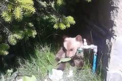 Βρέθηκε αρκουδάκι στα Γρεβενά