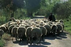 Τυνήσιος λαθρομετανάστης... βιαστής προβάτων στη Ρόδο!