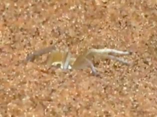 Φωτογραφία για Δείτε το κόλπο της χρυσής αράχνης για να αποφεύγει τα αρπακτικά ζώα! [Video]