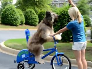 Φωτογραφία για Σκύλος κάνει ποδήλατο... Απίστευτο! [Video]