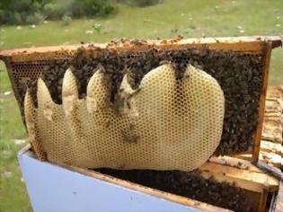 Φωτογραφία για Είχε τις κλεμμένες κυψέλες μελισσών μέσα στο αυτοκίνητο