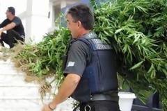 Συλλήψεις για χασισοφυτείες σε Πτολεμαΐδα, Μυτιλήνη και Αργολίδα
