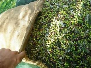 Φωτογραφία για Σήμα κινδύνου απο τους γεωπόνους για την δακοκτονία