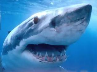 Φωτογραφία για Μεγάλος λευκός καρχαρίας σε κατάσταση αμόκ [video]