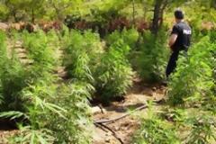 Σύλληψη 57χρονου στη Συκαμνιά Λέσβου με 5 δενδρύλλια χασίς