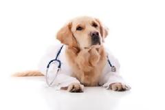 Pet therapy: Πως τα σκυλιά θεραπεύουν τον άνθρωπο