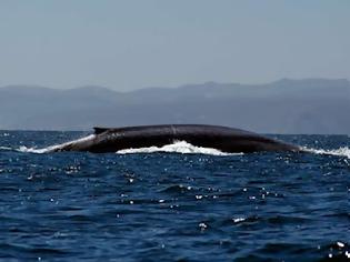 Φωτογραφία για ΑΠΙΣΤΕΥΤΟ : Φάλαινα στην Αίγινα !