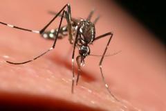 Χανιά: Συναγερμός έχει σημάνει για τον ιό του Δυτικού Νείλου