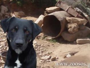 Φωτογραφία για Κρήτη: Ζητούν υπηρεσιακή σύσκεψη για να δοθεί ακαριαία τέλος στα «βαρελόσκυλα»