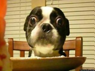 Φωτογραφία για Ο σκύλος με τα μεγαλύτερα μάτια στον κόσμο