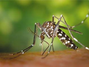 Φωτογραφία για Μάθετε πόσα κουνούπια χρειάζονται, για να πιουν όλο το αίμα ενός ανθρώπου!
