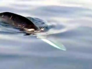 Φωτογραφία για Μια πτεροφάλαινα στο Σαρωνικό [Video]