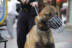 Πήγαν να του κόψουν το ρεύμα και αμόλησε τα λυκόσκυλα!
