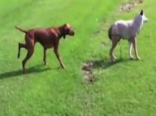 Φωτογραφία για Σκύλος προσπαθεί να επιτεθεί σε λύκο! (Video)