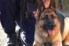 Αστυνομικός σκύλος εντόπισε 215 γρ. κάνναβης στο σπίτι 23χρονου