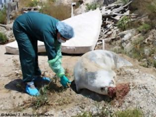 Φωτογραφία για Νεκρή μεσογειακή φώκια από δυναμίτη στην Πάρο