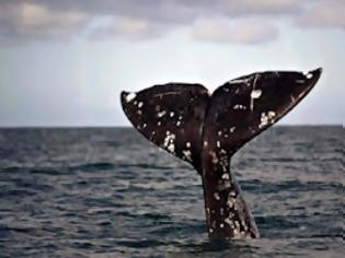 Φωτογραφία για Γιατί οι φάλαινες έιναι τα μεγαλύτερα θηλαστικά;
