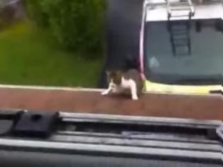 Φωτογραφία για Το επικό άλμα μιας γάτας! [Video]