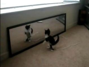 Φωτογραφία για Γατάκι βλέπει τον εαυτό του στον καθρέφτη! [Video]