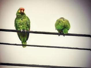 Φωτογραφία για Από τον διαφορετικό ΦΠΑ στις μπουγάτσες, στο …κεντροαριστερό ΠΑΣΟΚ!