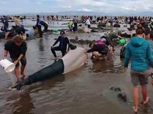 Φωτογραφία για Μάχη για να σωθούν εκατοντάδες μαυροδέλφινα στη Νέα Ζηλανδία
