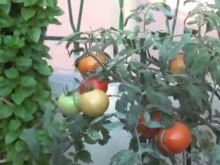 Φωτογραφία για ΧΡΗΣΙΜΟ - Πώς να καλλιεργήσετε ντομάτες στη γλάστρα... [video]