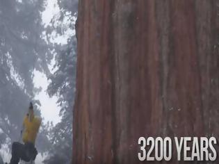 Φωτογραφία για ΑΠΙΣΤΕΥΤΟ: Δείτε το γιγαντιαίο δέντρο σεκόγια 3.200 ετών!