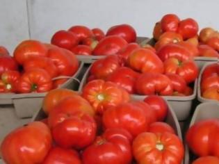 Φωτογραφία για Κατασχέθηκαν ντομάτες με υπολείμματα φυτοφάρμακου