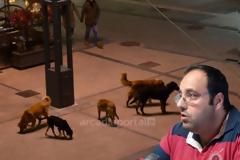 Οι εφιάλτες ενός σκύλου «έστειλαν» στο αυτόφωρο τον αντιδήμαρχο Τρίπολης