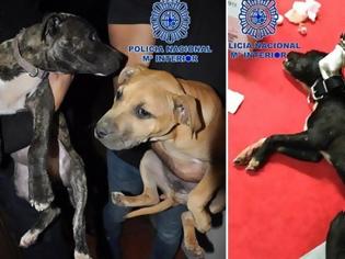 Φωτογραφία για Η εισβολή αστυνομικών σε fight club ζώων που έσωσε 230 σκυλιά