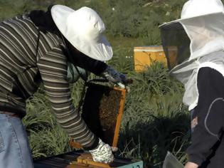 Φωτογραφία για Έβρος: Τεράστιες απώλειες για τους μελισσοκόμους λόγω καιρού
