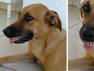 Φωτογραφία για Ιδιοκτήτης πέθανε από τα γέλια όταν έμαθε ότι ο σκύλος του «απέκτησε» τα νέα δόντια του