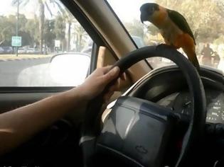 Φωτογραφία για Απίθανο! Έφαγε κλήση γιατί οδηγούσε με έναν… παπαγάλο στο τιμόνι!