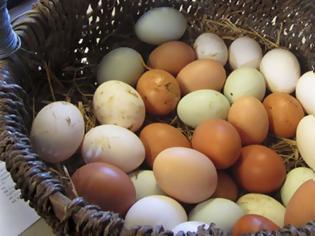 Φωτογραφία για Πως θα γεννάνε οι κότες ασταμάτητα: Μυστικά διατροφής για περισσότερα αυγά!