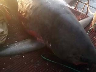 Φωτογραφία για Απίστευτες εικόνες στην Αργολίδα: Πήγε για ψάρεμα και έπιασε… καρχαρία