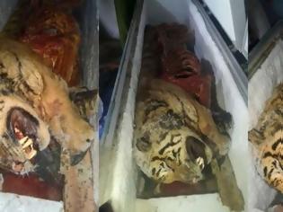Φωτογραφία για Βιετναμέζος έκρυβε στο ψυγείο του πέντε νεκρές τίγρεις