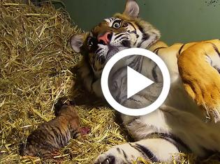 Φωτογραφία για Τίγρης γεννάει αλλά μόλις οι φροντιστές βλέπουν κάτω από τα πόδια της τα χάνουν
