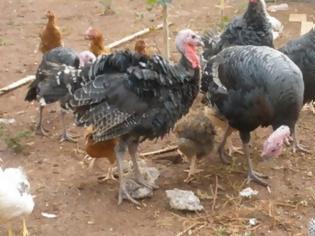 Φωτογραφία για Κρούσμα της γρίπης των πτηνών σε μονάδα οικόσιτων πουλερικών στην Ακρινή Κοζάνης